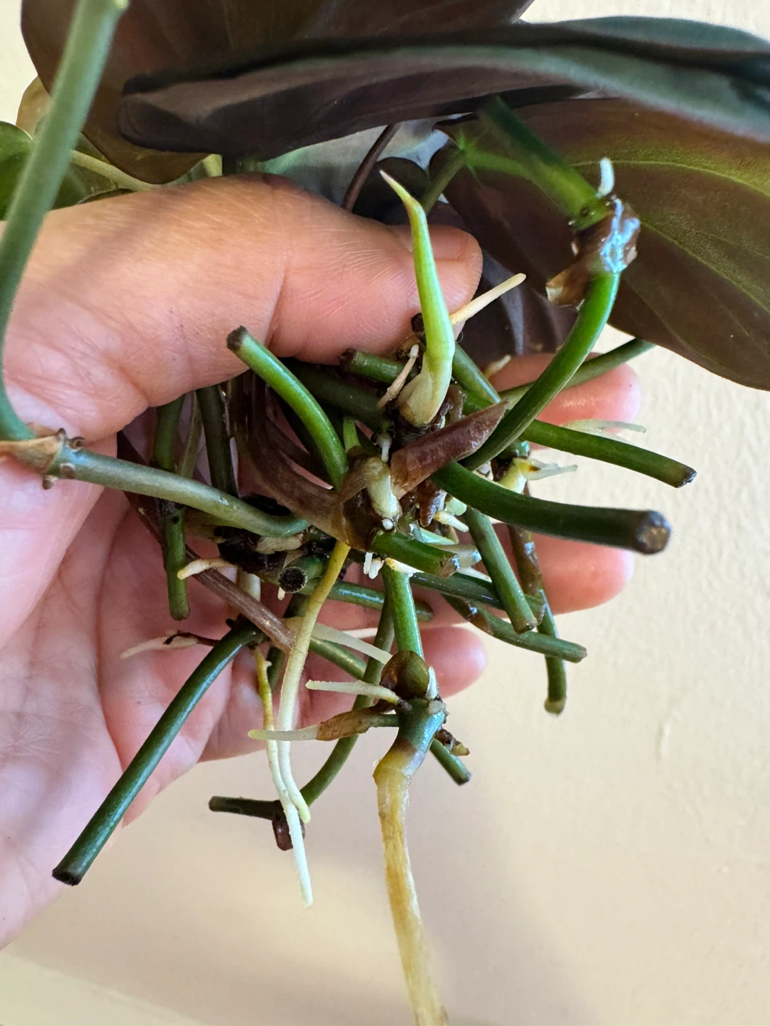 Philodendron Micans Cuttings (10) - photo 4