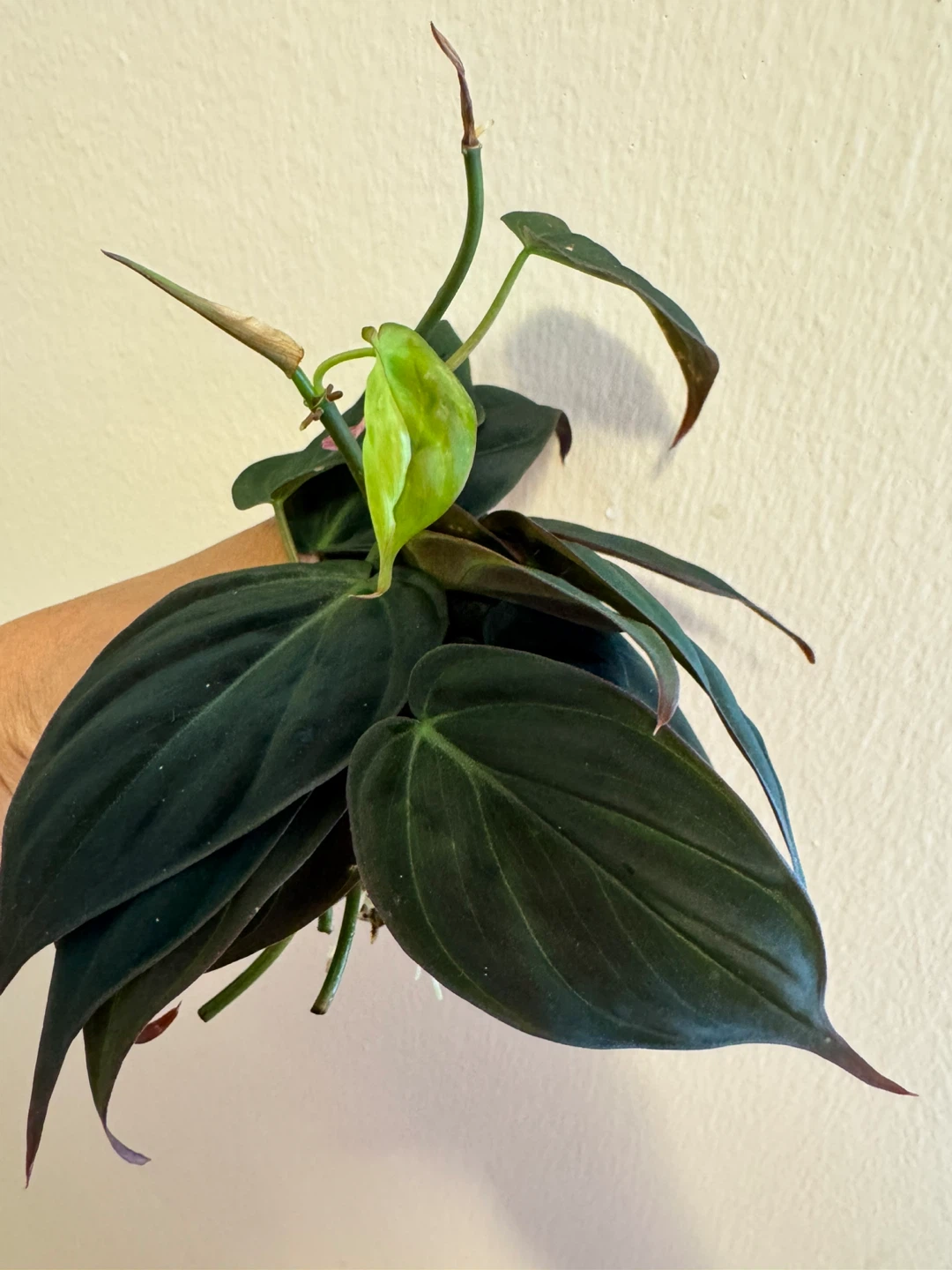 Philodendron Micans Cuttings (10) - photo 2