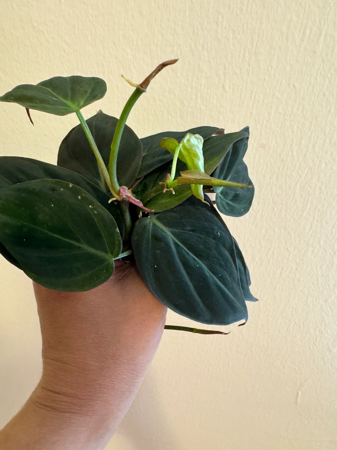 Philodendron Micans Cuttings (10) - photo 3