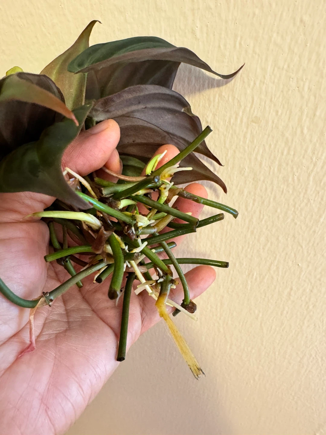Philodendron Micans Cuttings (10) - photo 5