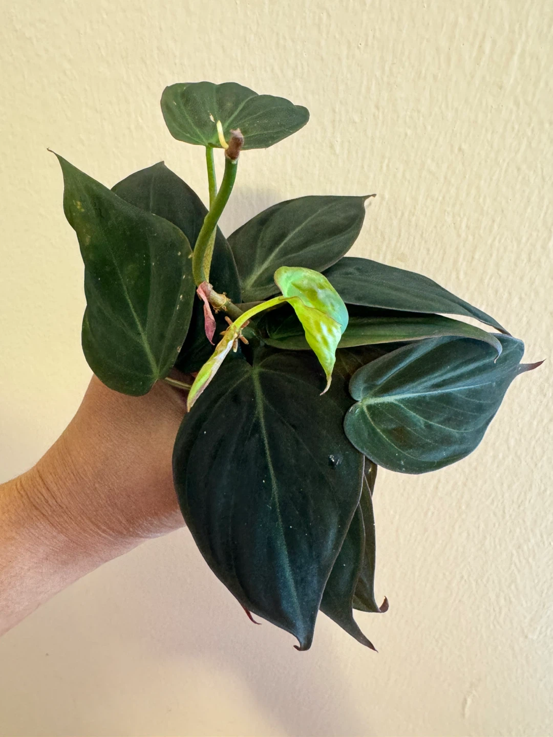 Philodendron Micans Cuttings (10)