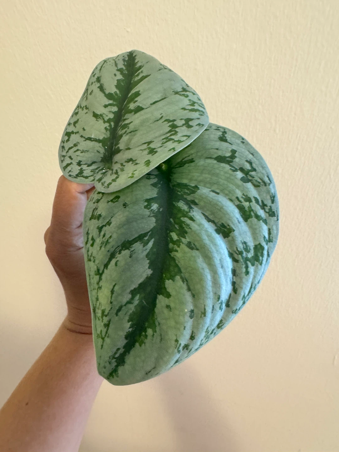 Scindapsus Exotica - 2 cuttings for $7; 1 cutting for $4