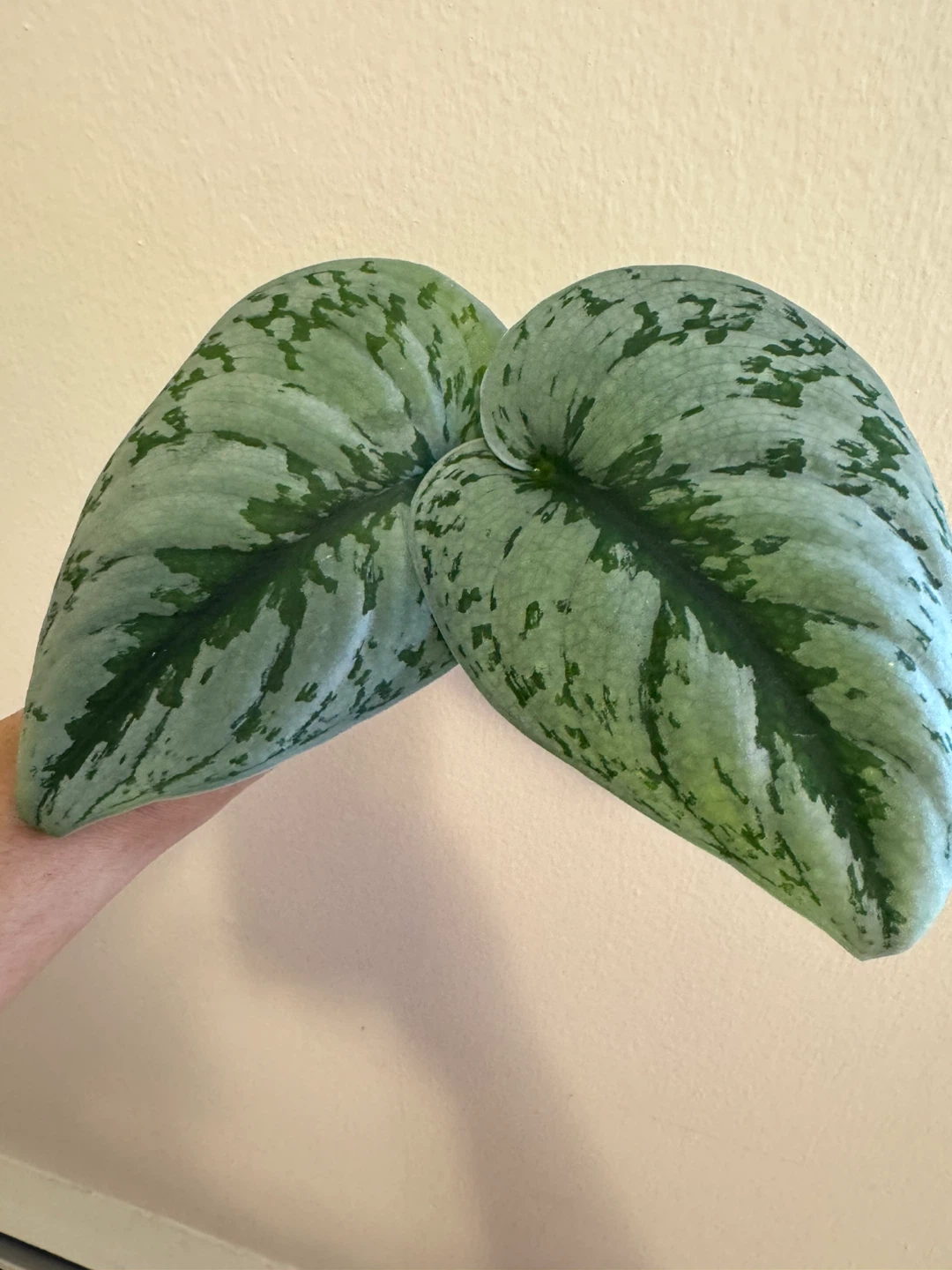 Scindapsus Exotica - 2 cuttings for $7; 1 cutting for $4 - photo 2
