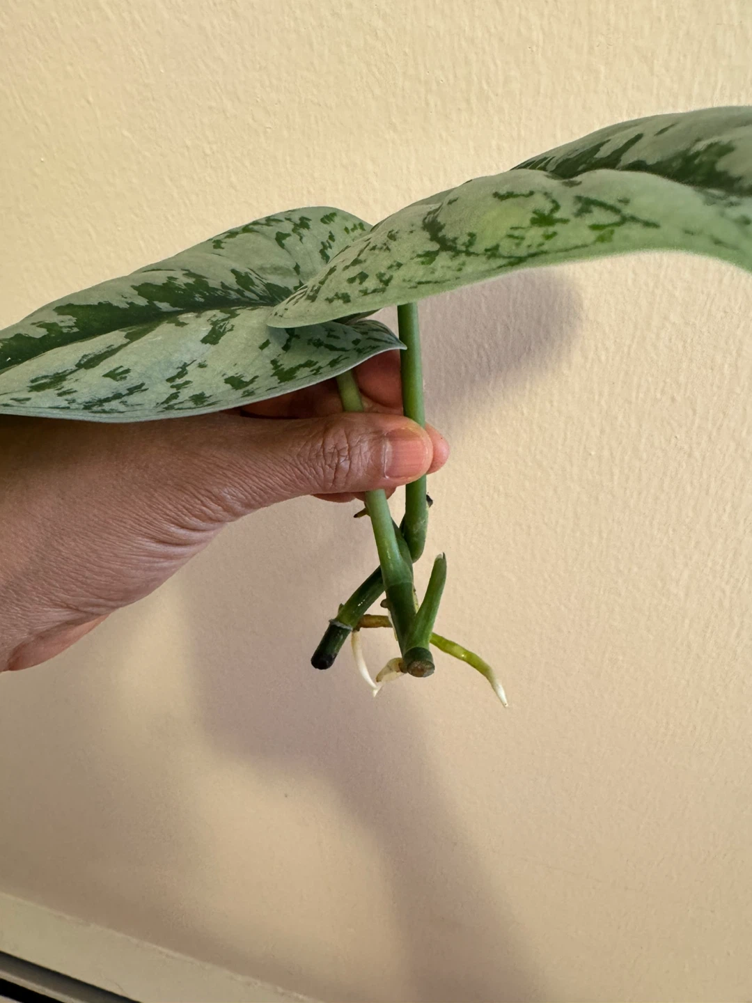 Scindapsus Exotica - 2 cuttings for $7; 1 cutting for $4 - photo 3