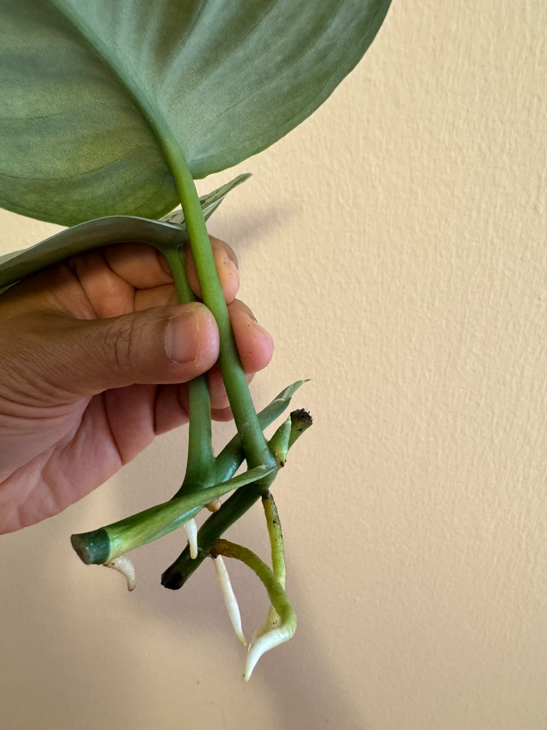 Scindapsus Exotica - 2 cuttings for $7; 1 cutting for $4 - photo 4