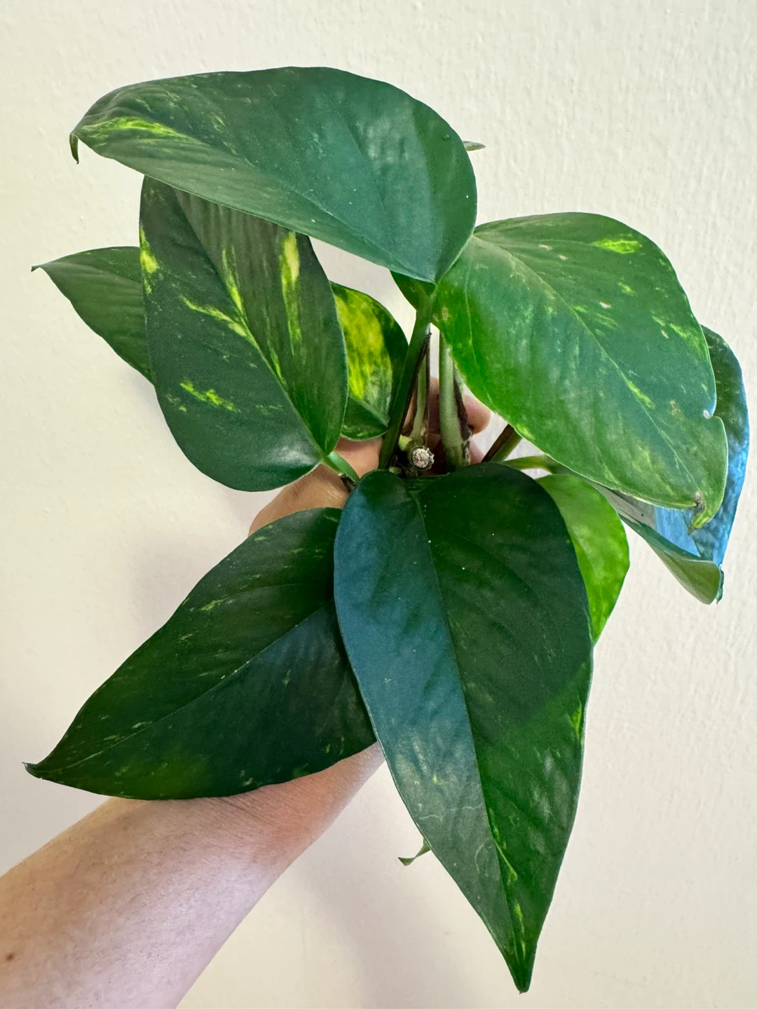 Golden Pothos cuttings (low variegation)