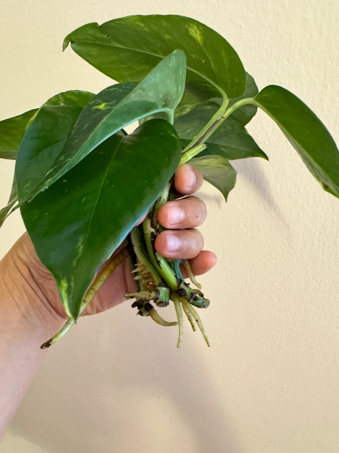 Golden Pothos cuttings (low variegation) - photo 3