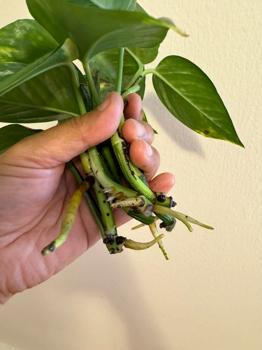 Golden Pothos cuttings (low variegation) - photo 4