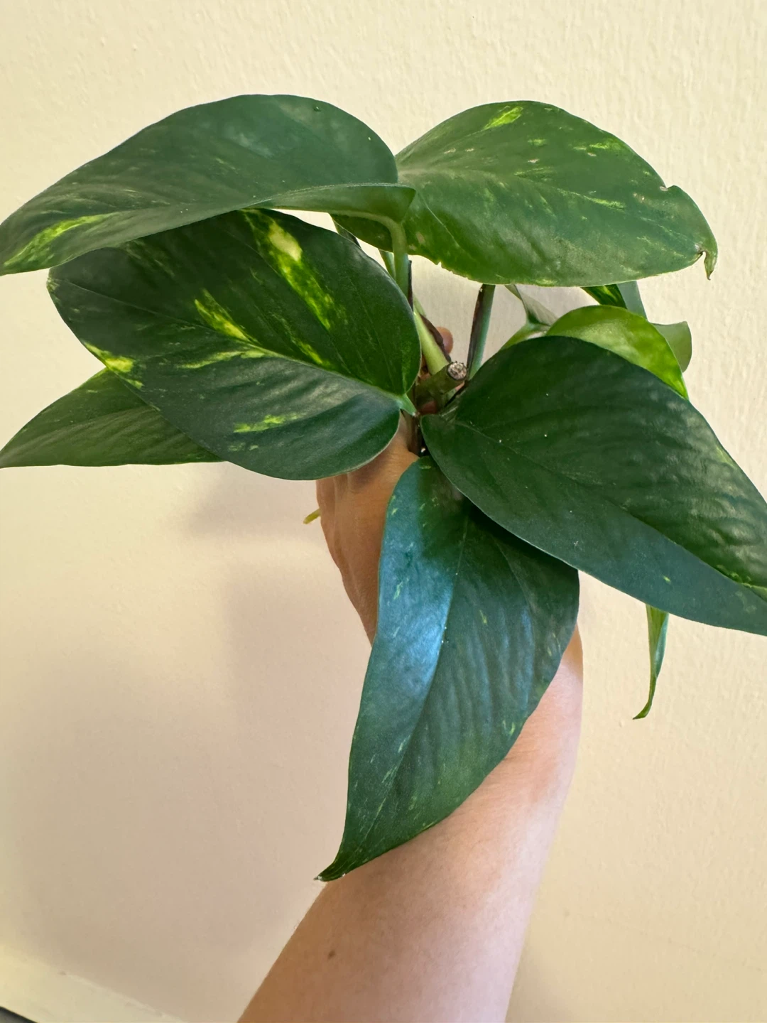 Golden Pothos cuttings (low variegation) - photo 2