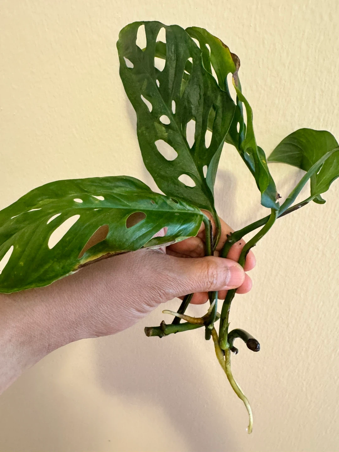 Monstera Adansonii Plant Cutting with Roots - photo 2