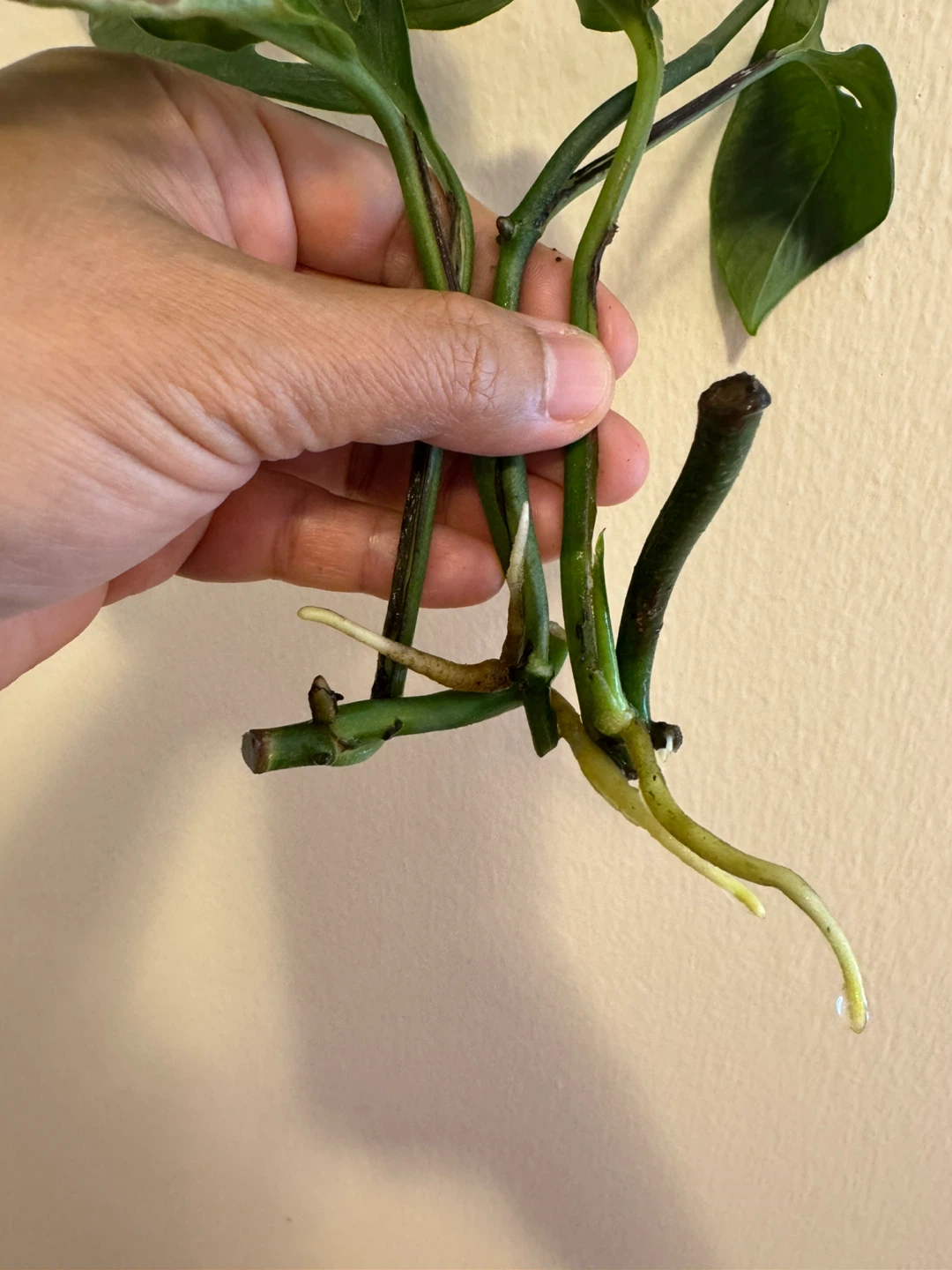 Monstera Adansonii Plant Cutting with Roots - photo 3