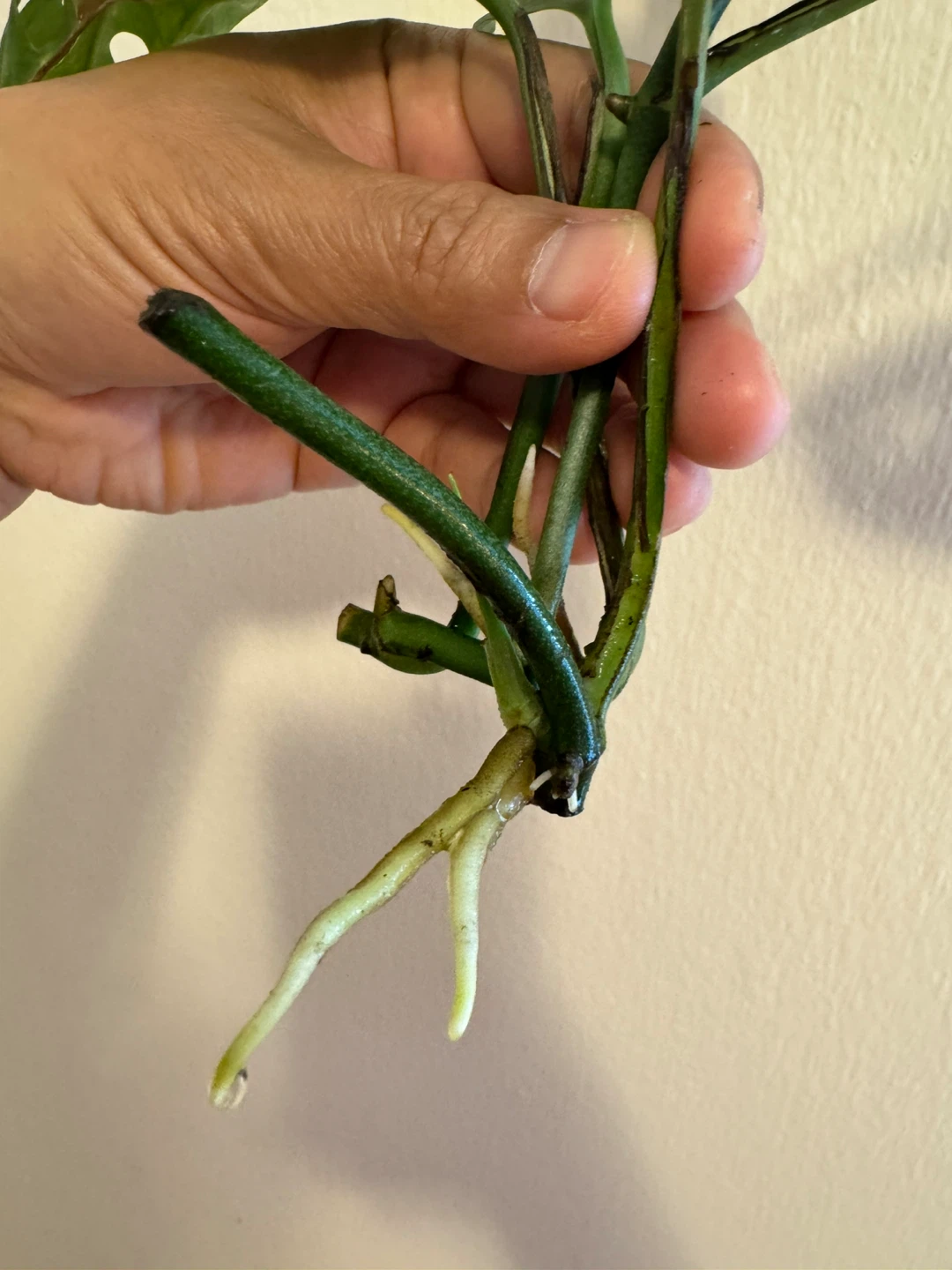 Monstera Adansonii Plant Cutting with Roots - photo 4