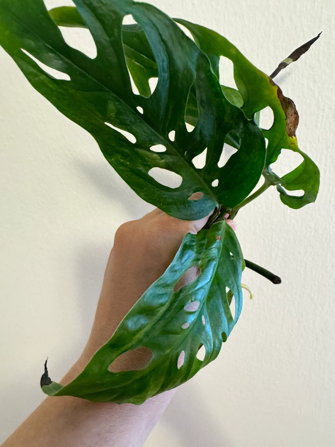 Monstera Adansonii Plant Cutting with Roots