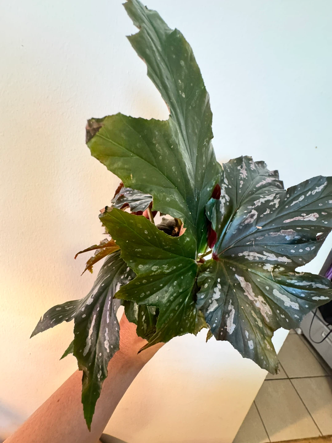 Angel Wing Begonia cuttings (3) - photo 2