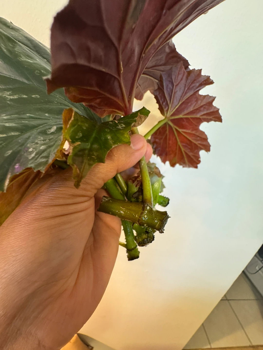 Angel Wing Begonia cuttings (3) - photo 5