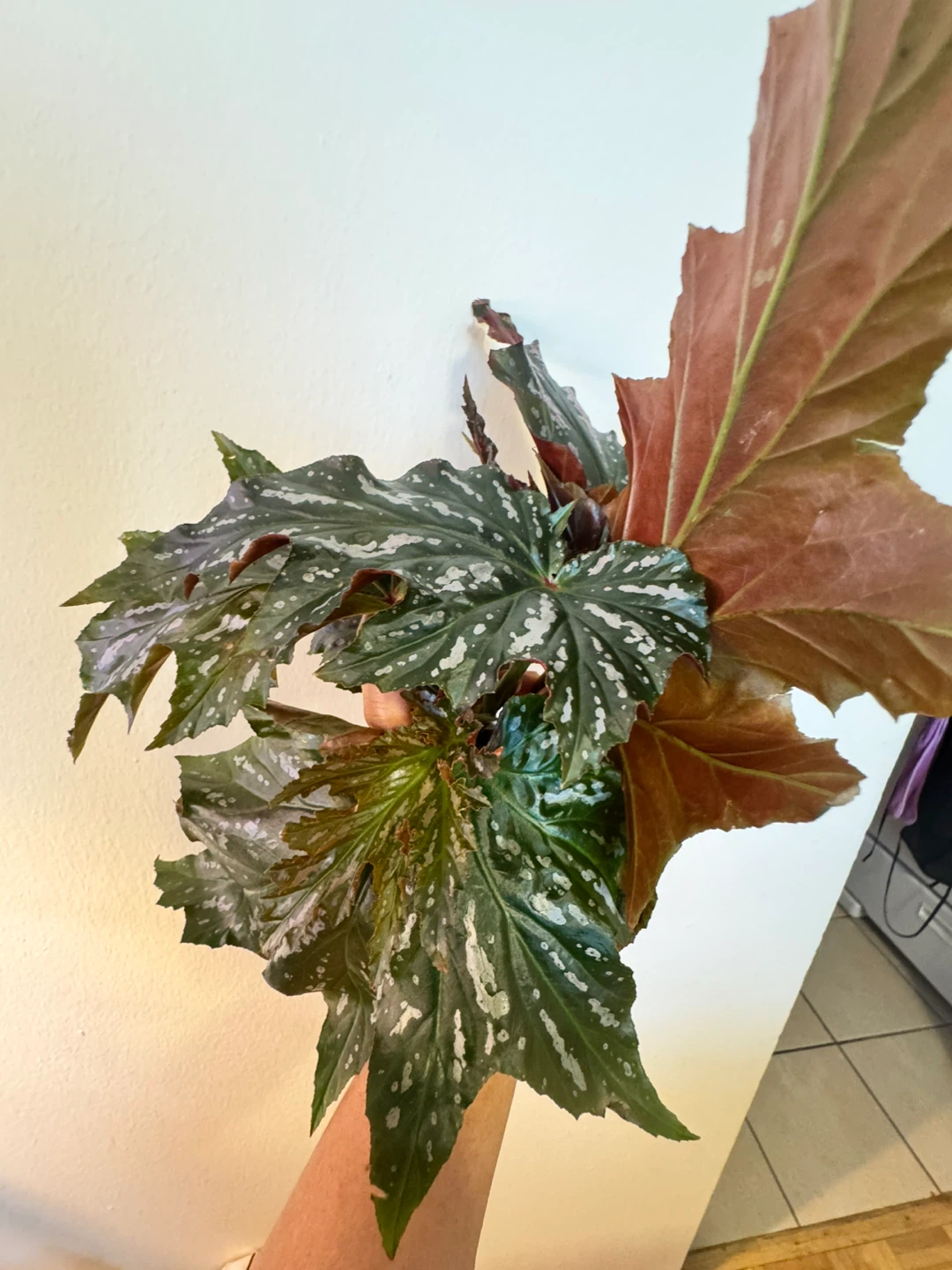Angel Wing Begonia cuttings (3)