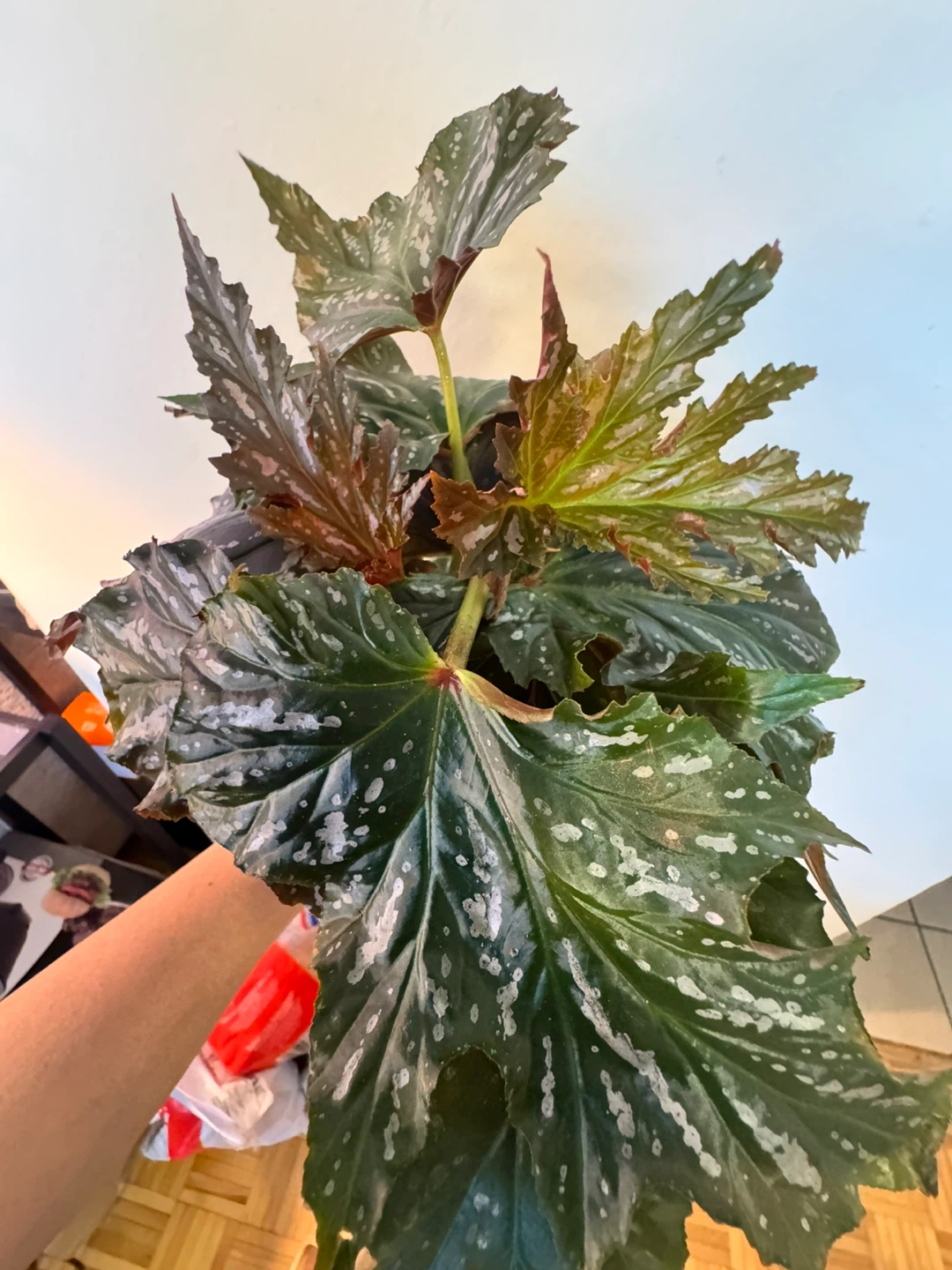 Angel Wing Begonia cuttings (3) - photo 3