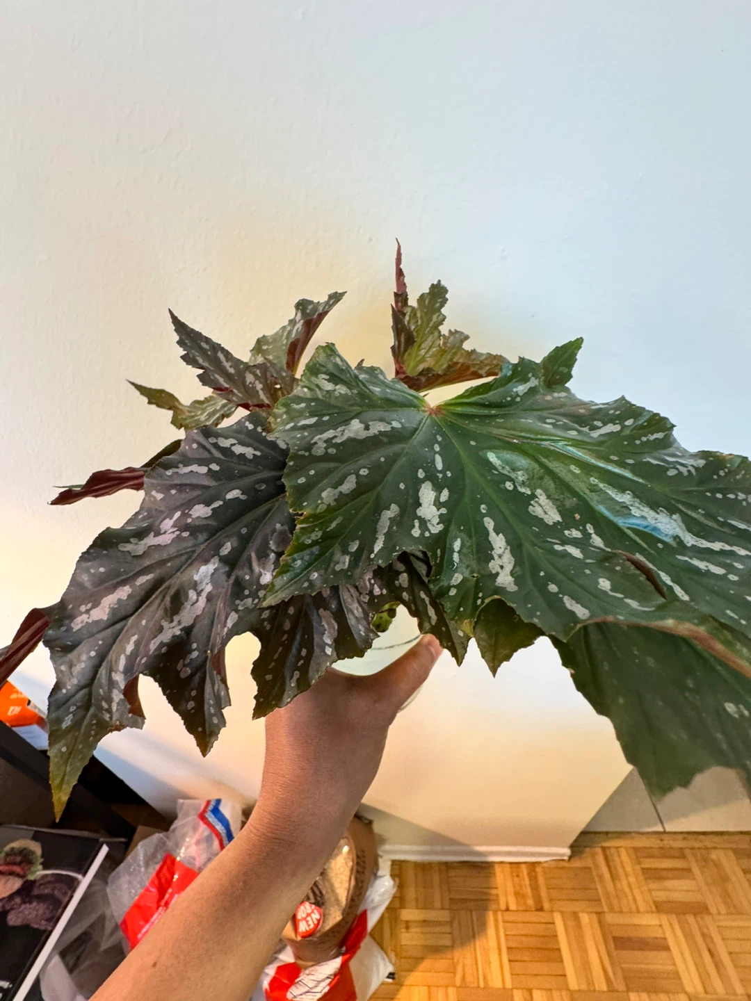 Angel Wing Begonia cuttings (3) - photo 4