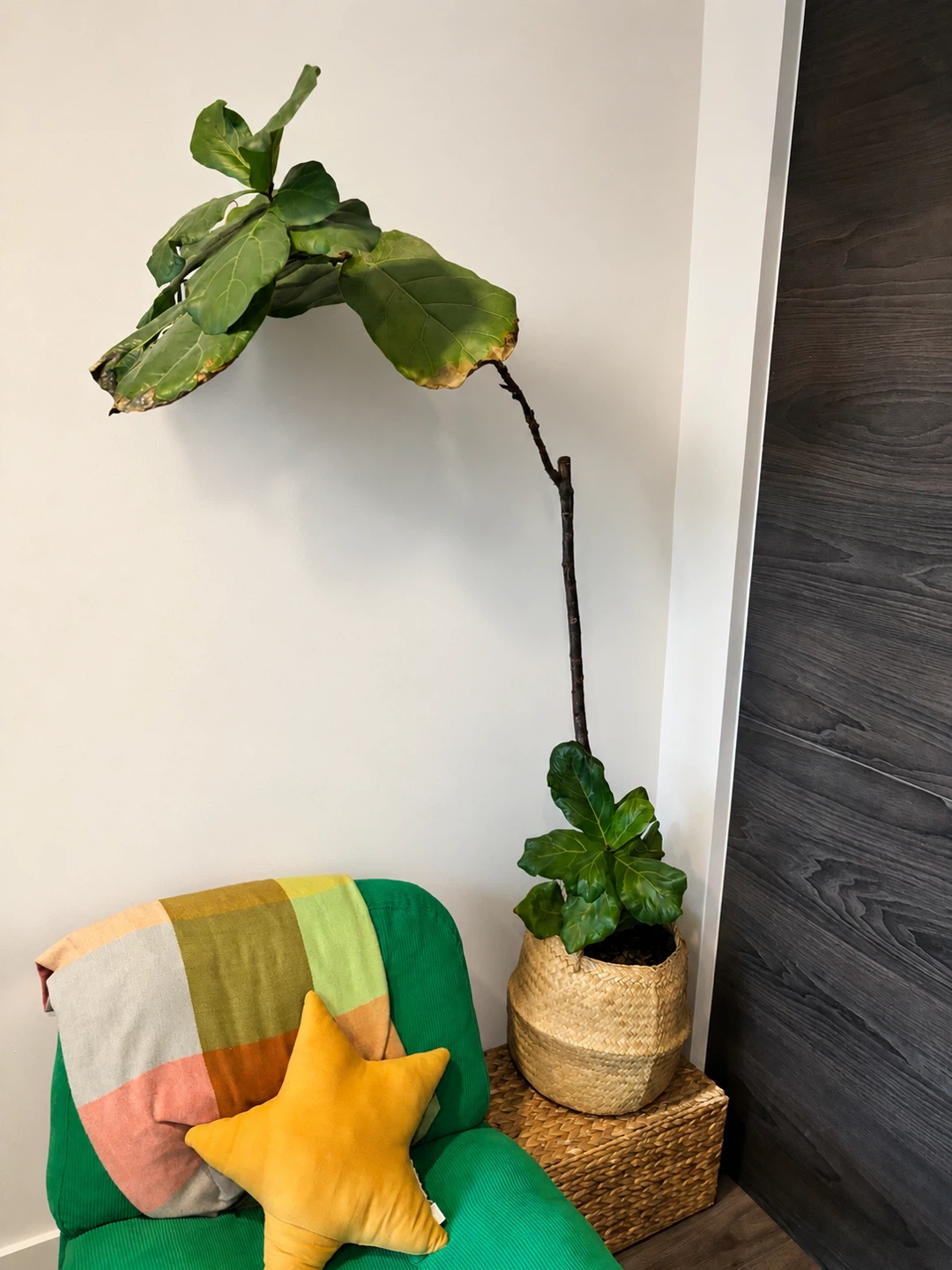 Fiddle Leaf Fig Plant
