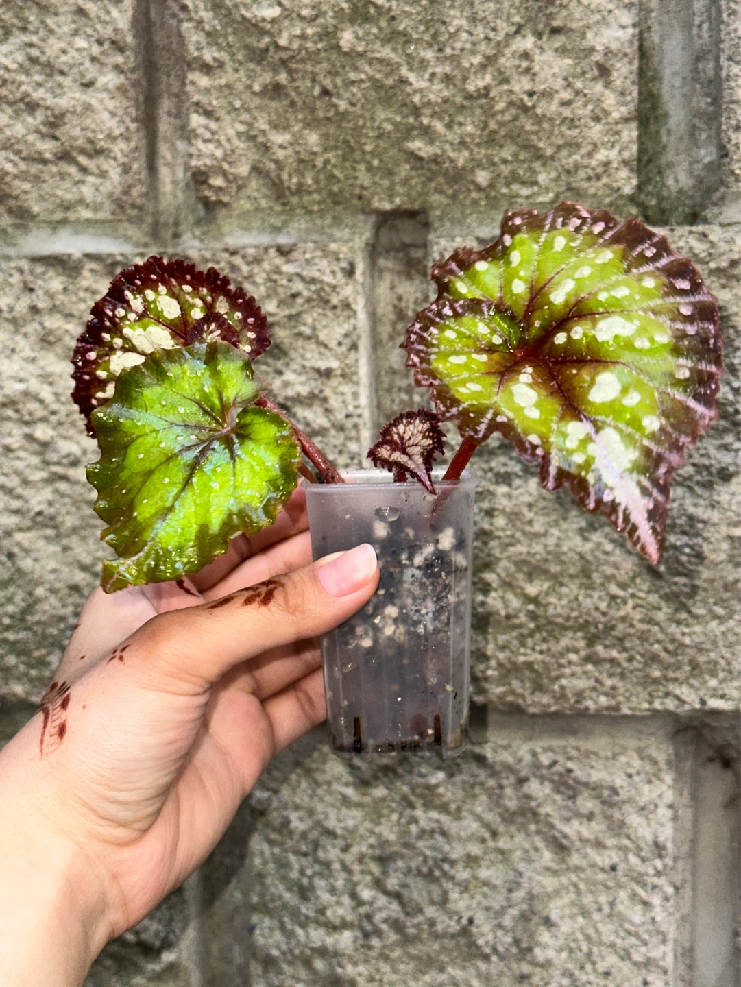 Begonia Carnival Plant - photo 3