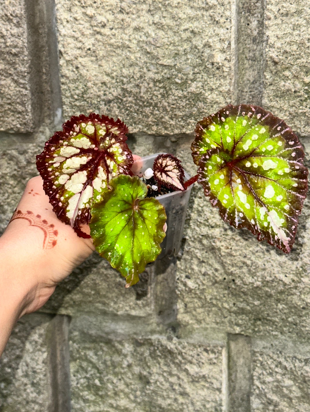 Begonia Carnival Plant