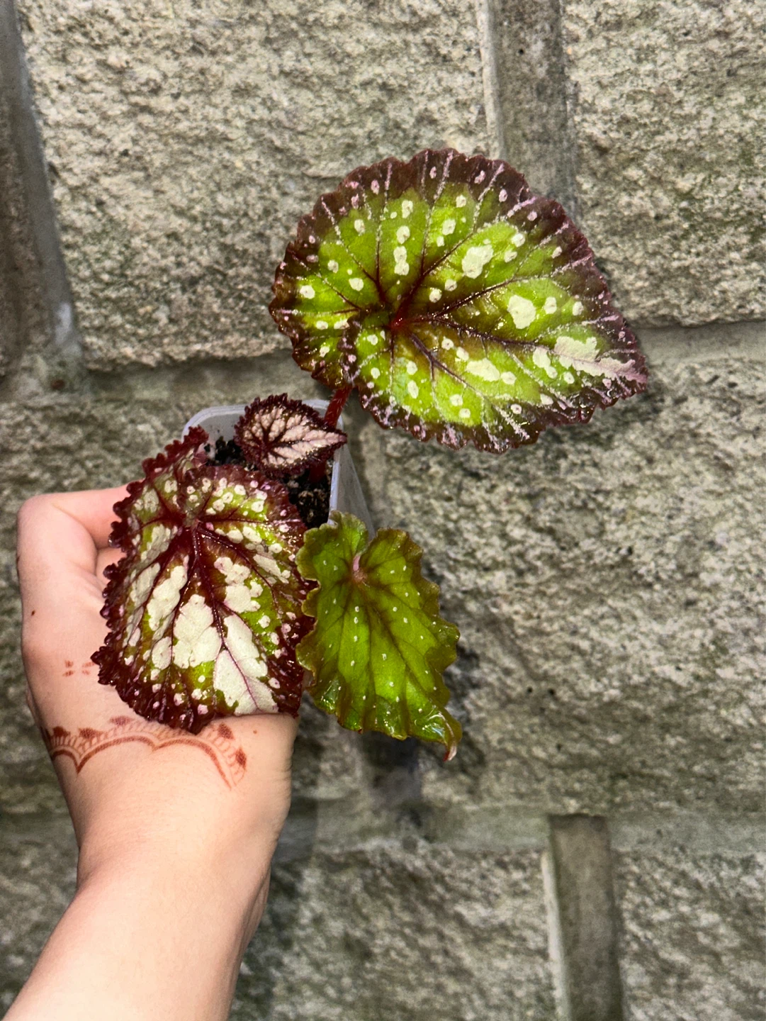 Begonia Carnival Plant - photo 2
