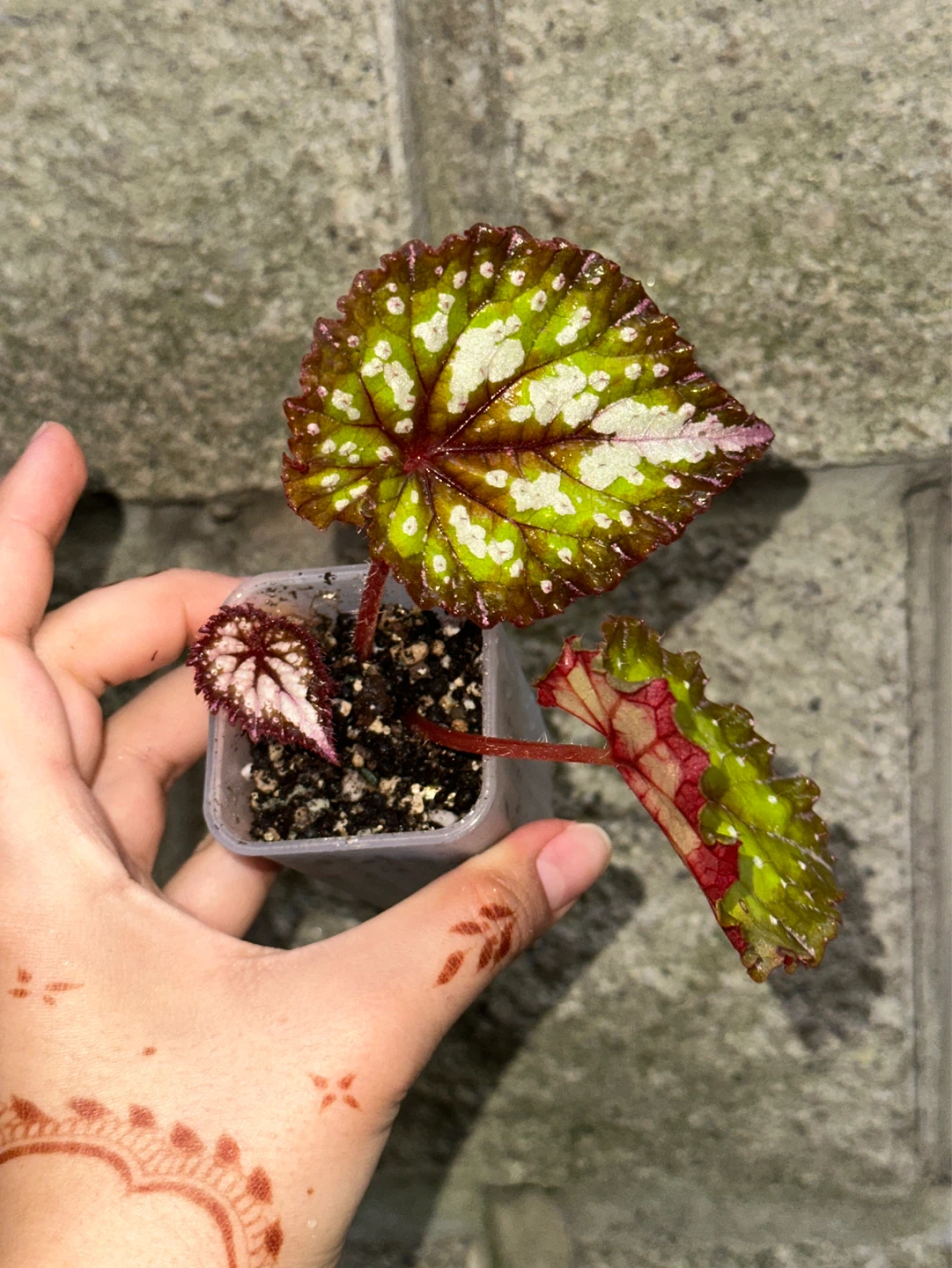 Begonia Carnival Plant - photo 3