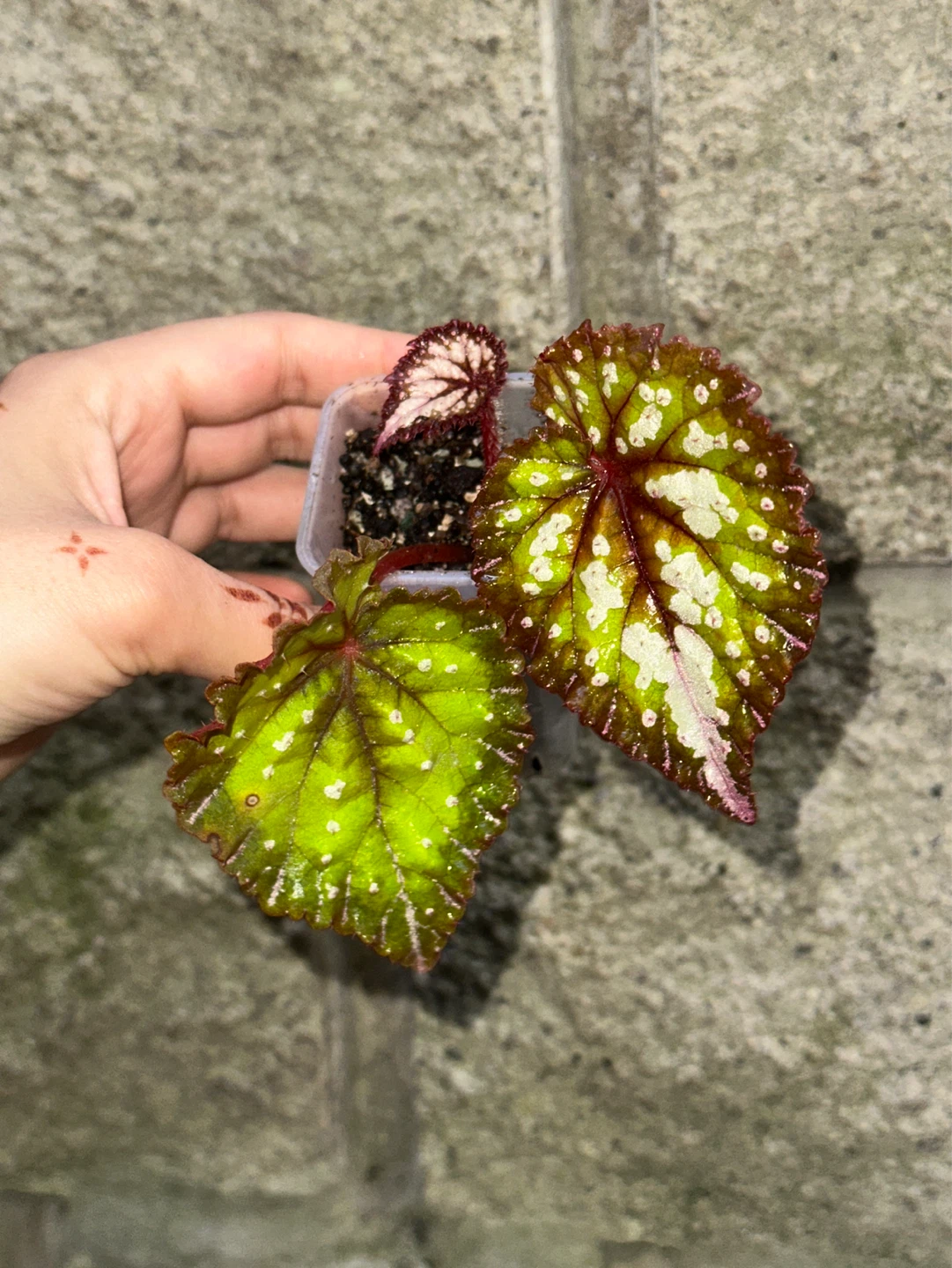 Begonia Carnival Plant