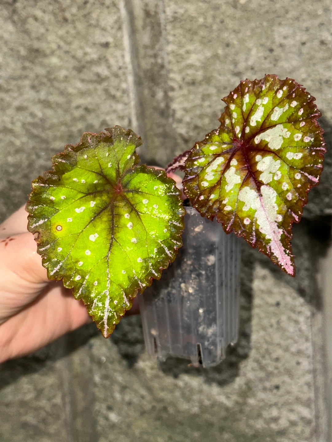 Begonia Carnival Plant - photo 2