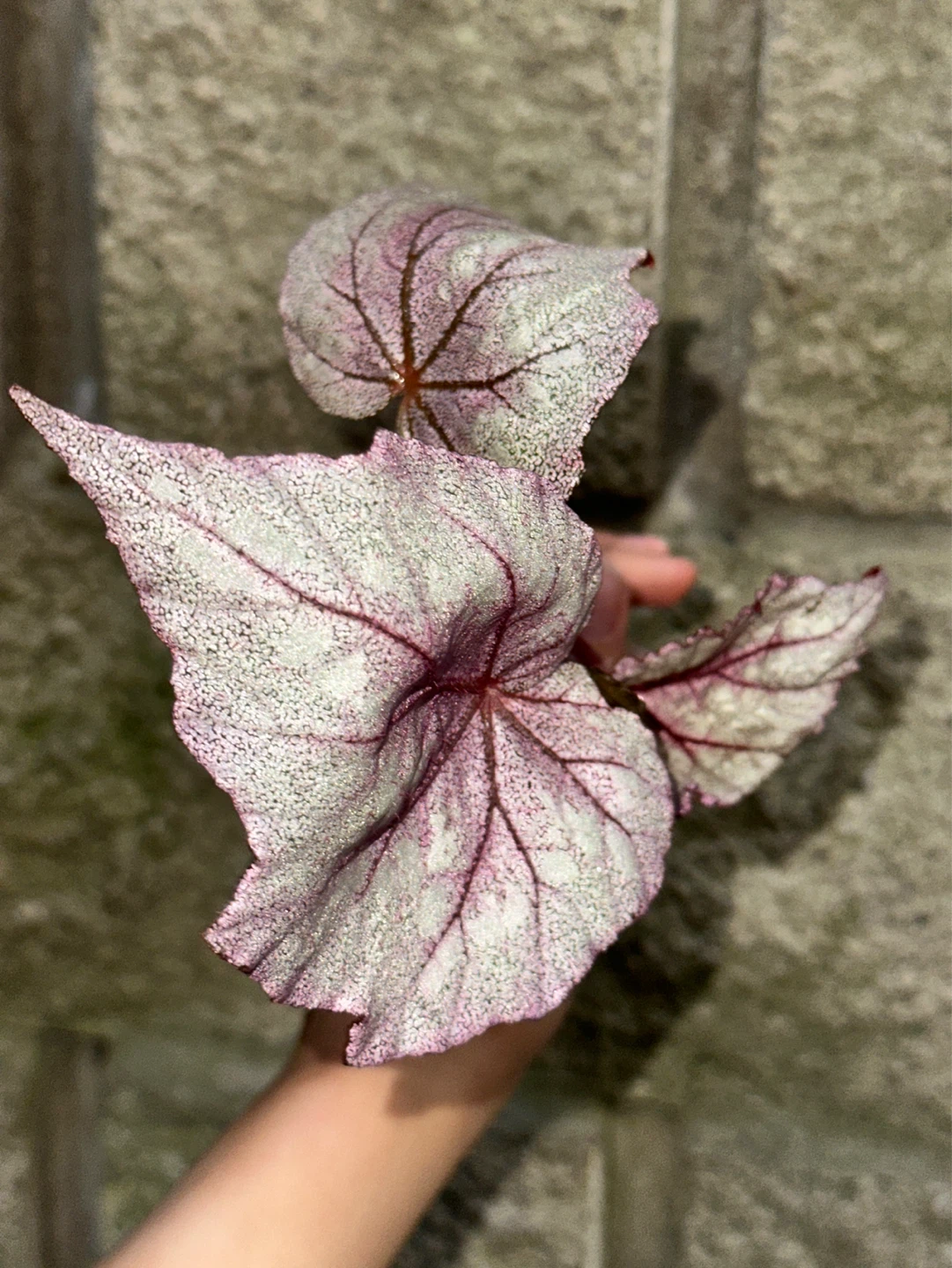Begonia Ella Marguerite Plant - photo 2
