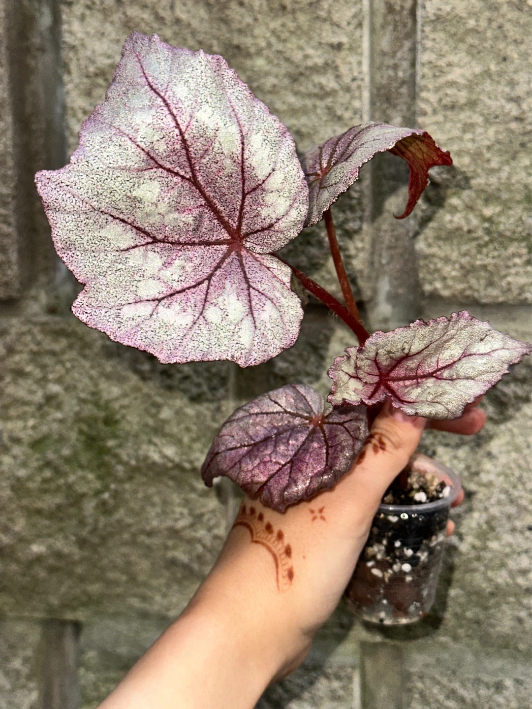 Begonia Ella Marguerite Plant