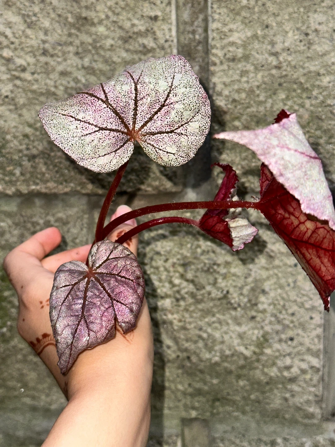 Begonia Ella Marguerite Plant - photo 3