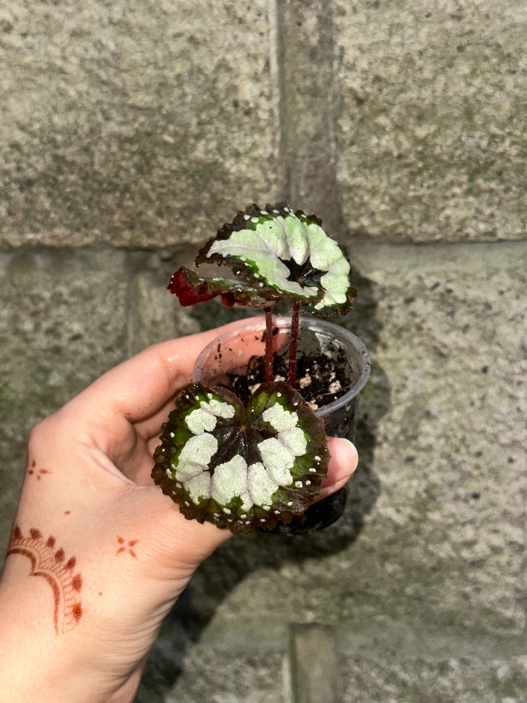 Begonia Dolce Vita Plant - photo 2
