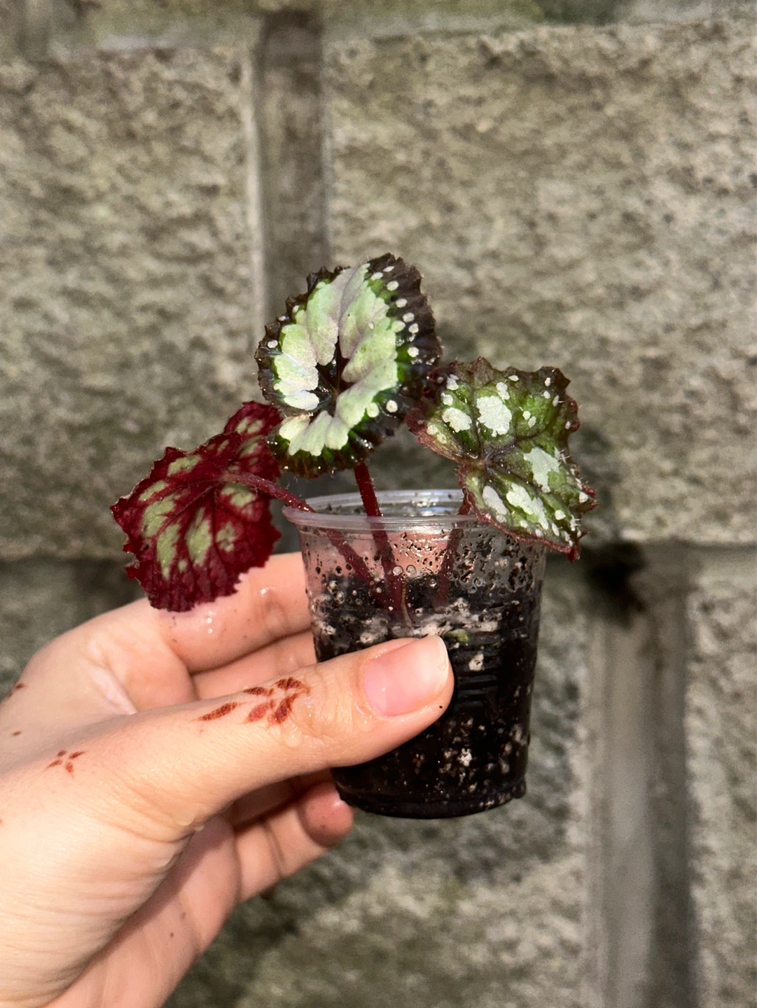 Begonia Dolce Vita Plant - photo 3