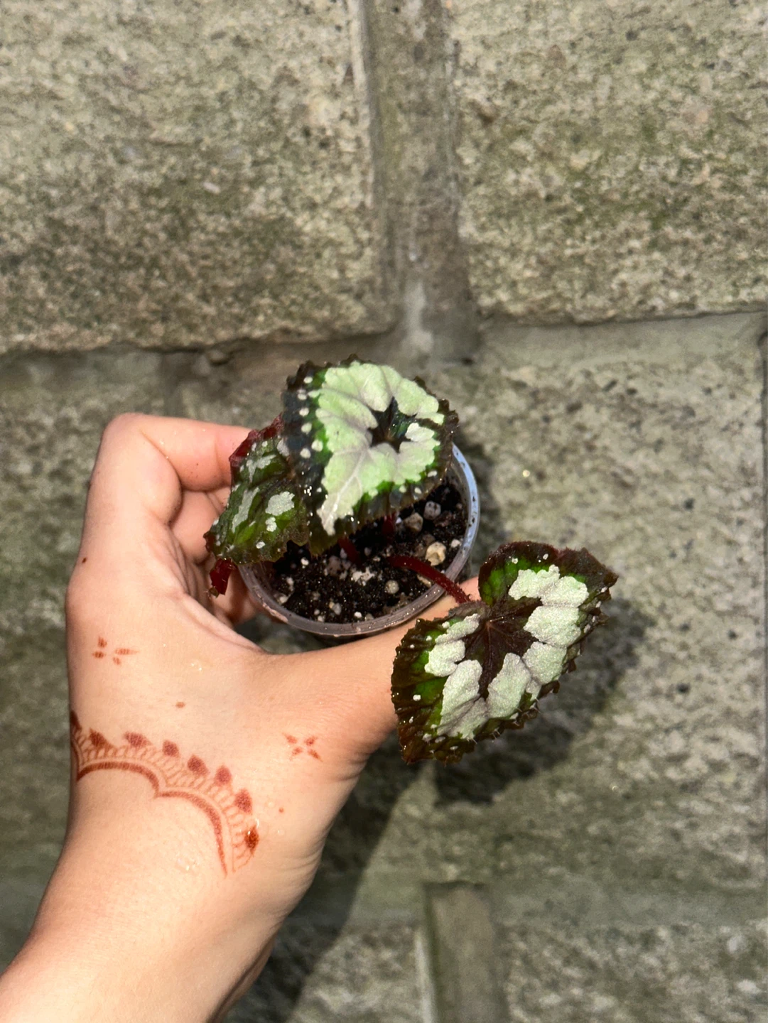 Begonia Dolce Vita Plant