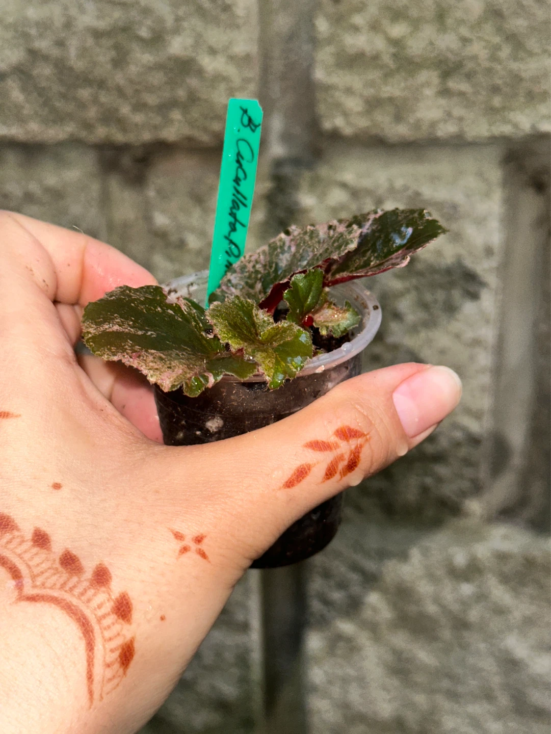 Begonia Cucullata Variegated Plant - photo 3