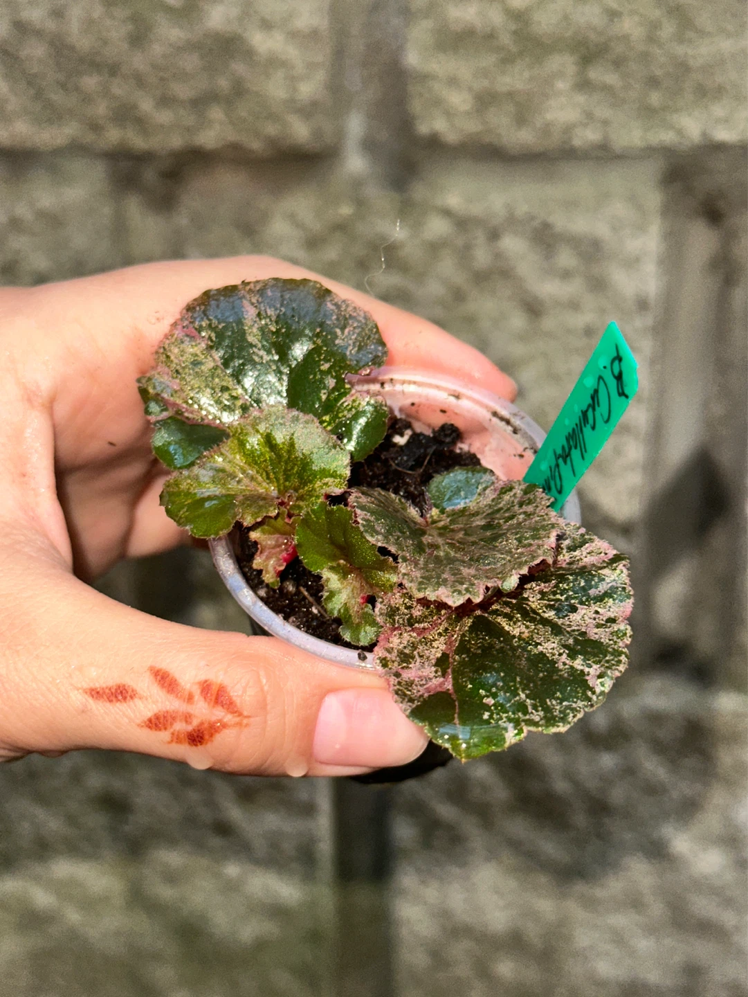 Begonia Cucullata Variegated Plant - photo 2