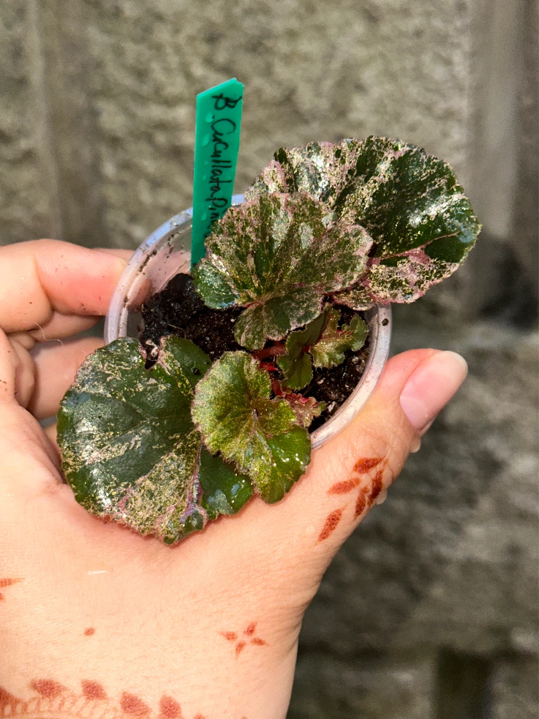 Begonia Cucullata Variegated Plant
