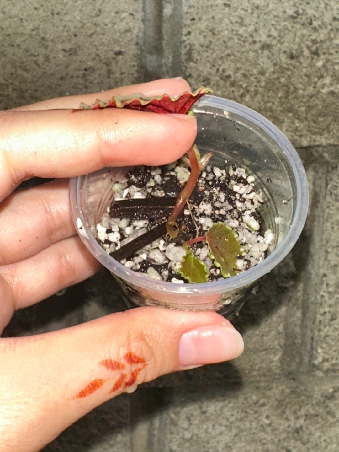 Begonia Darthvaderiana Plant - photo 2