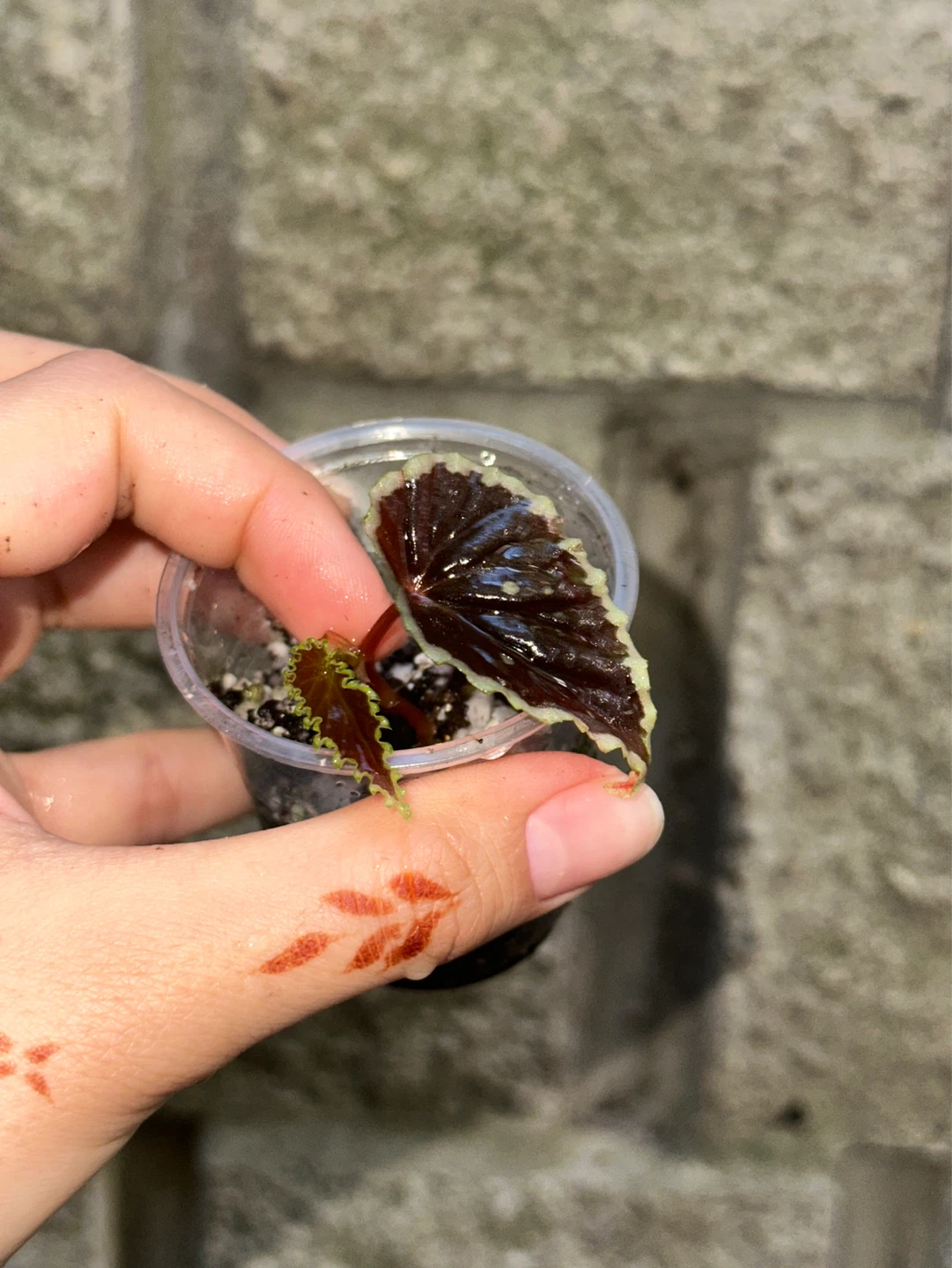 Begonia Darthvaderiana Plant