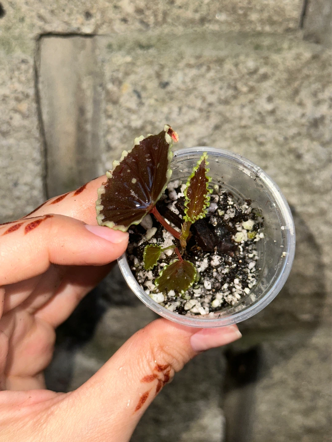 Begonia Darthvaderiana Plant - photo 4
