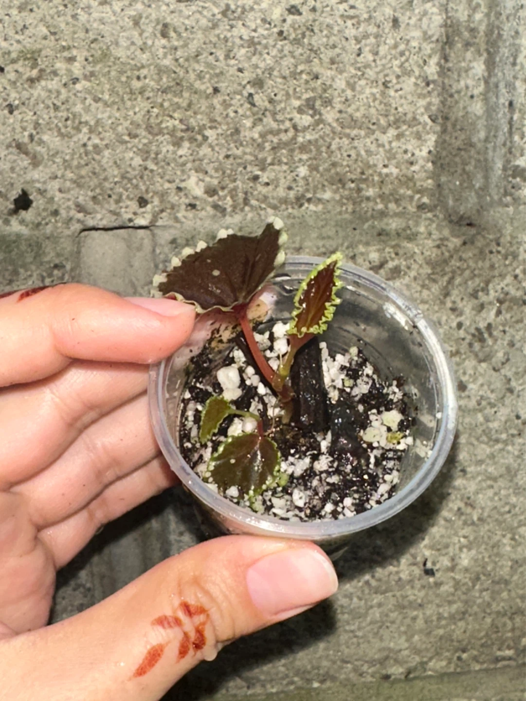 Begonia Darthvaderiana Plant - photo 3