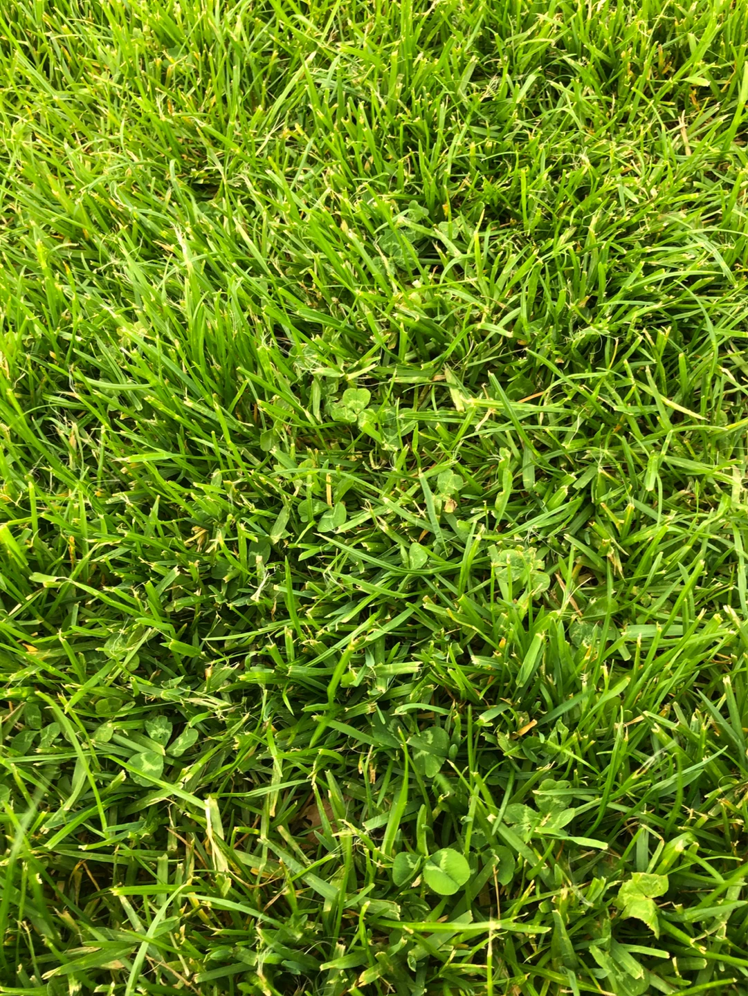 Lush Green Grass and Clover Lawn