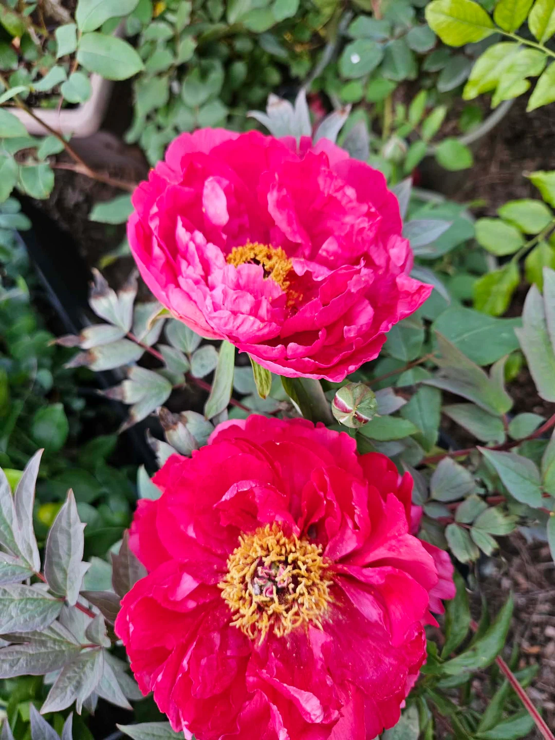 Pink tree Peony
