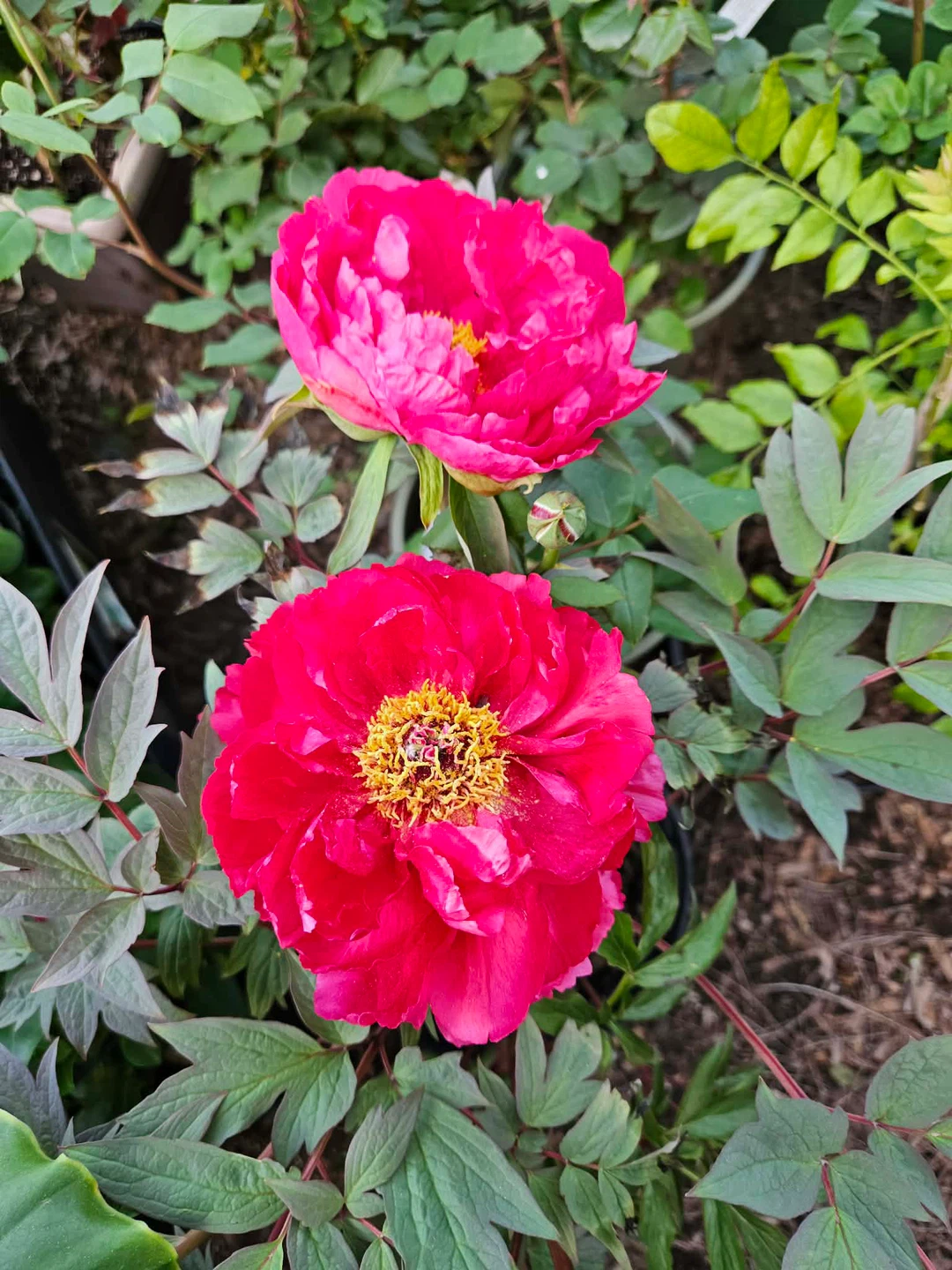 Pink tree Peony - photo 2