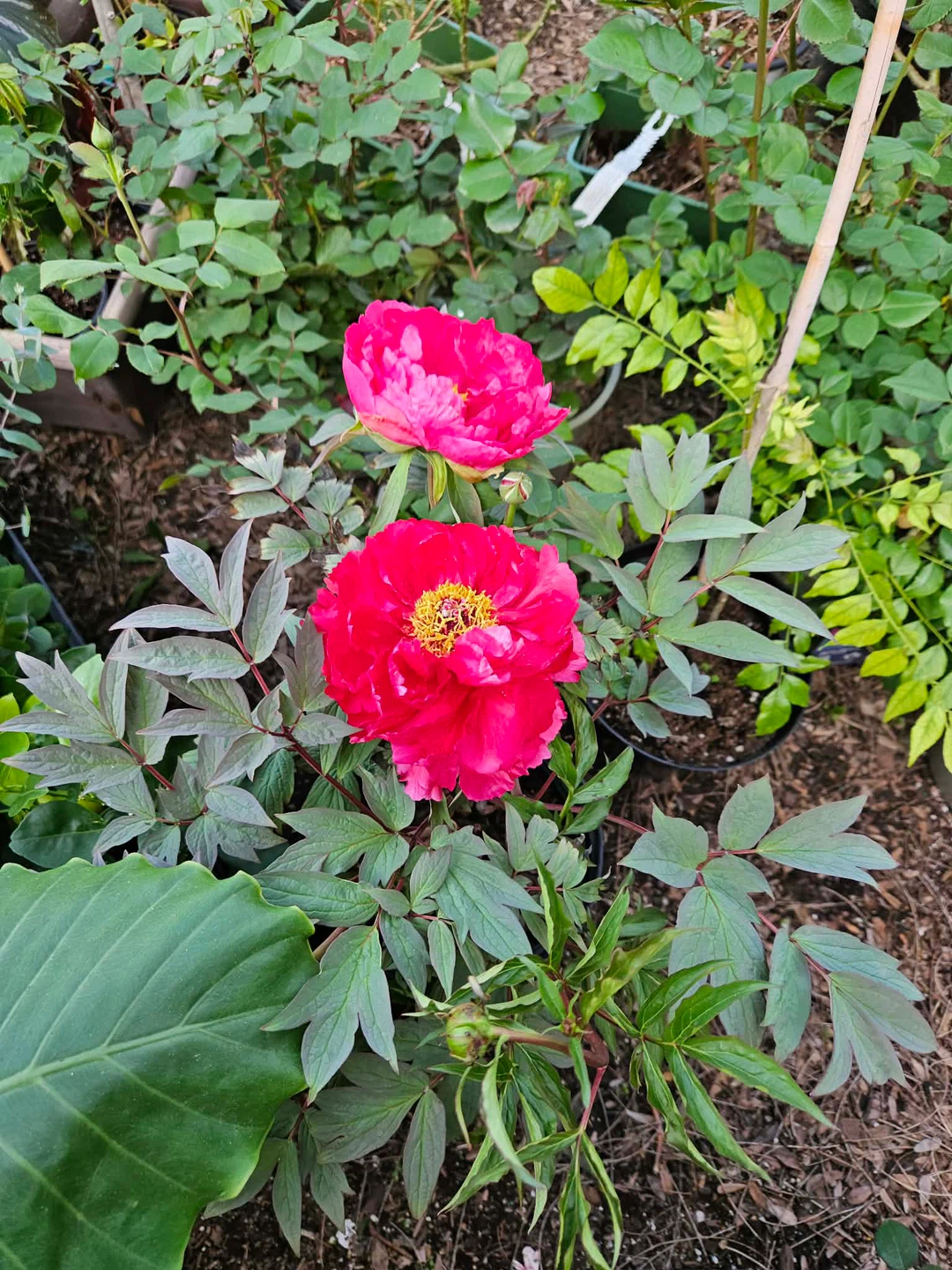 Pink tree Peony - photo 3