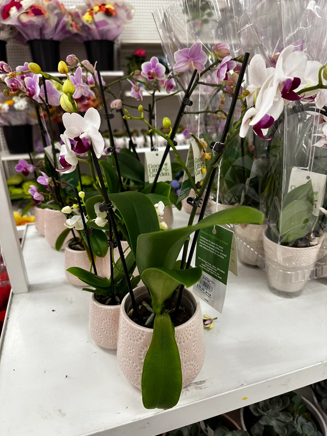 Good Little Garden Orchid Plant - photo 2
