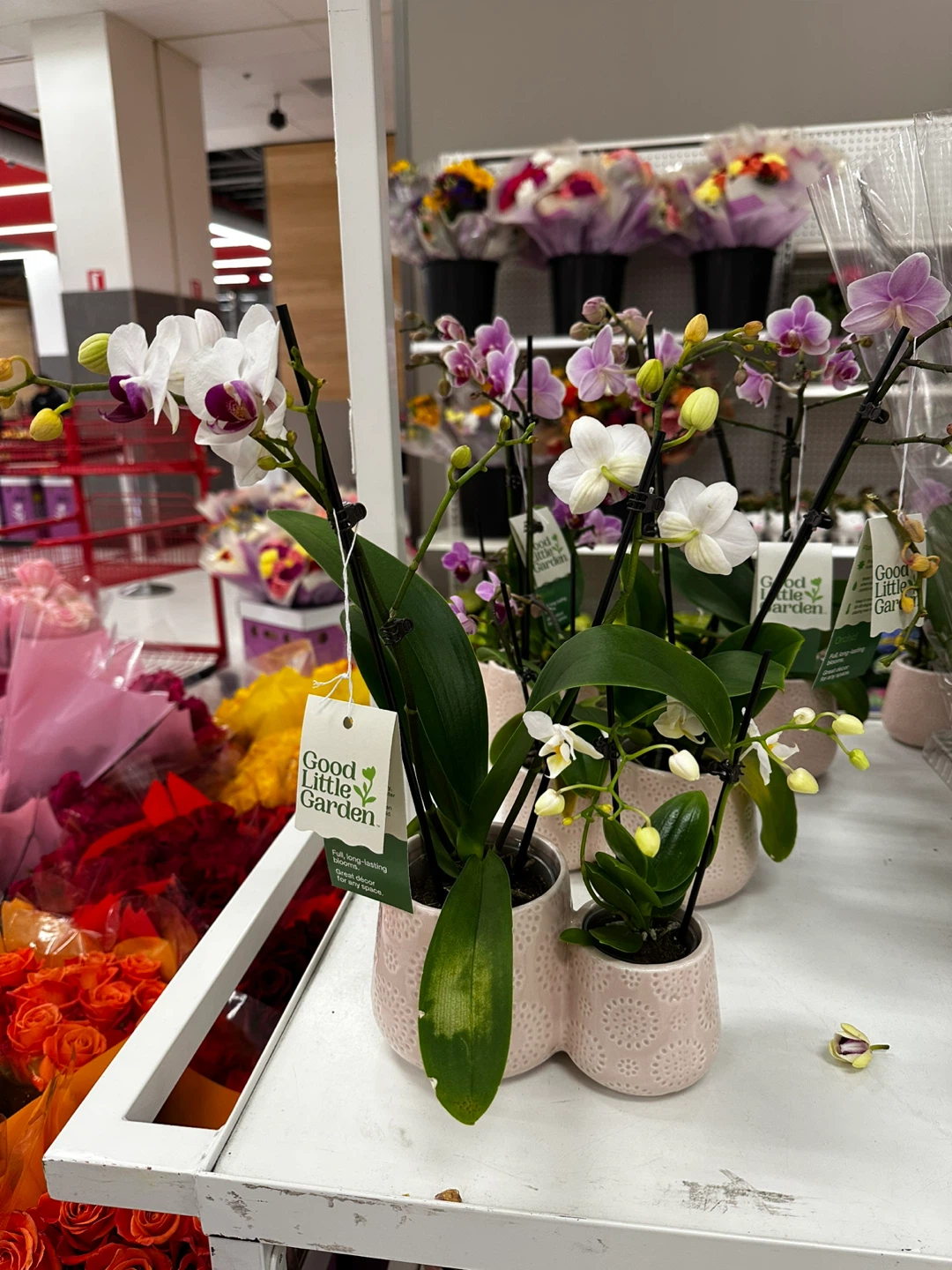 Good Little Garden Orchid Plant