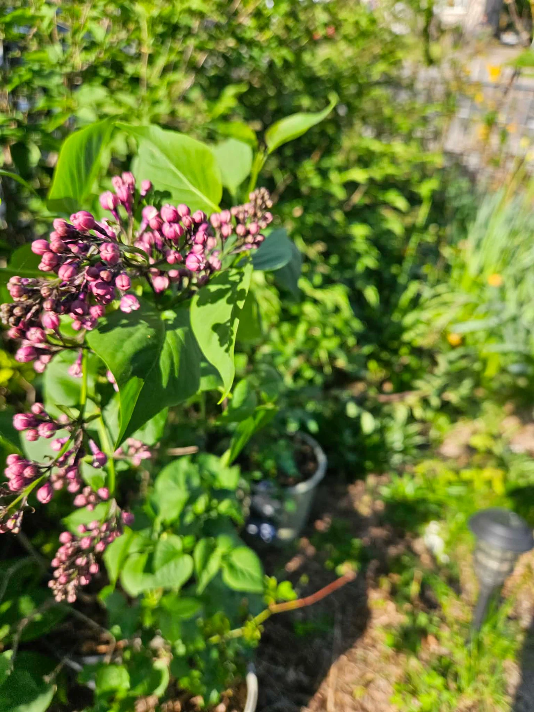 Lilac Bush with Buds - photo 2
