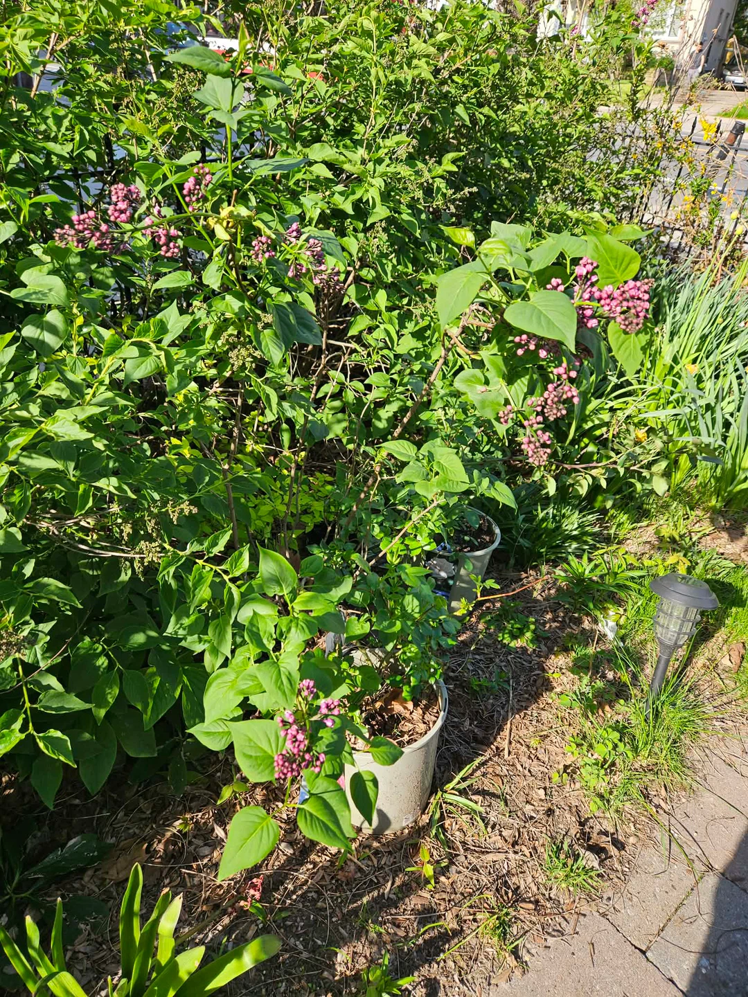 Lilac Bush with Buds